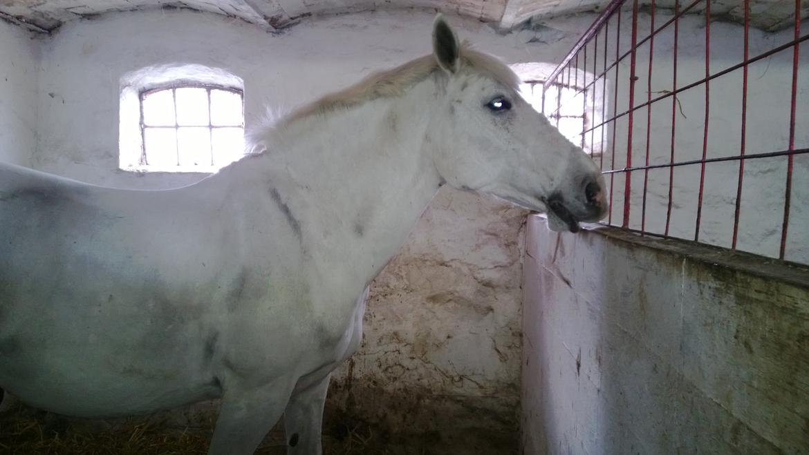 Anden særlig race Smokie billede 8