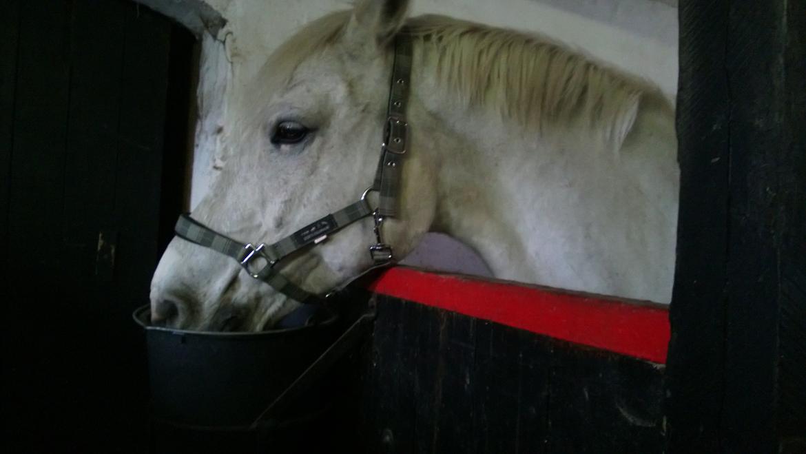 Anden særlig race Smokie billede 10