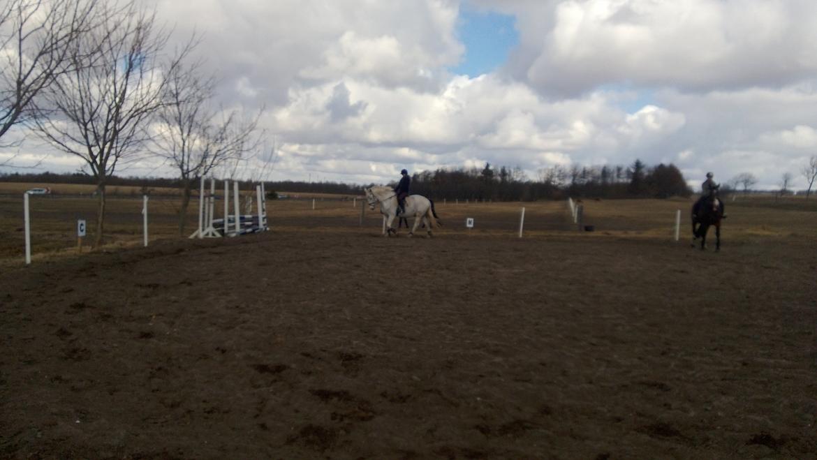 Anden særlig race Smokie billede 11