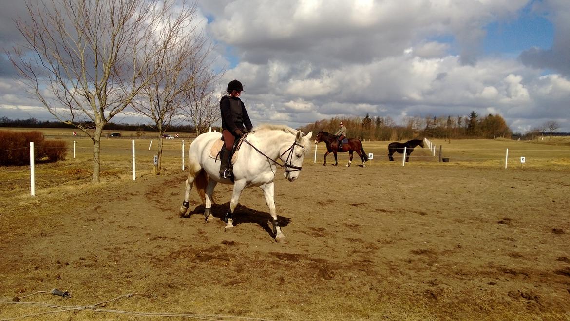 Anden særlig race Smokie billede 12