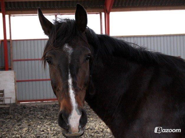 Oldenborg Brunør II - Hos Karen :-) billede 10