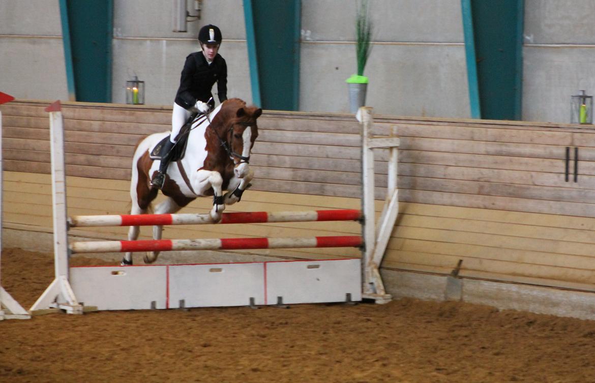 Anden særlig race Bailey<3 - LD til klubstævnet. Han var utrolig bange, men kom godt igen i LC. billede 16