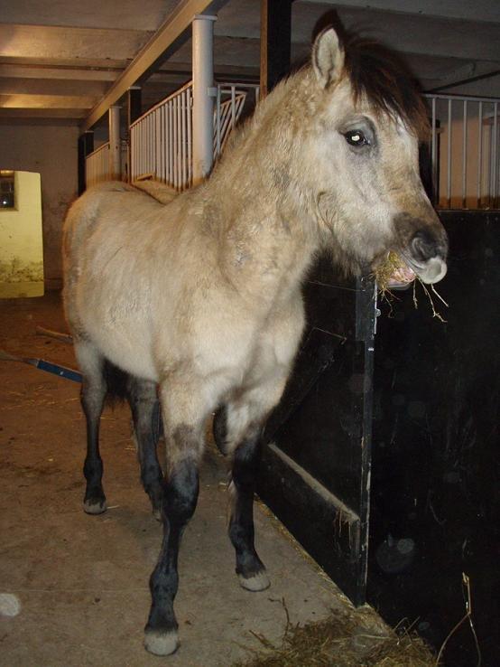 Anden særlig race chinosch (MiTho's  cosi) - Chinosch få dage efter han var kommet hjem.. lille nuttede bjørn! billede 4