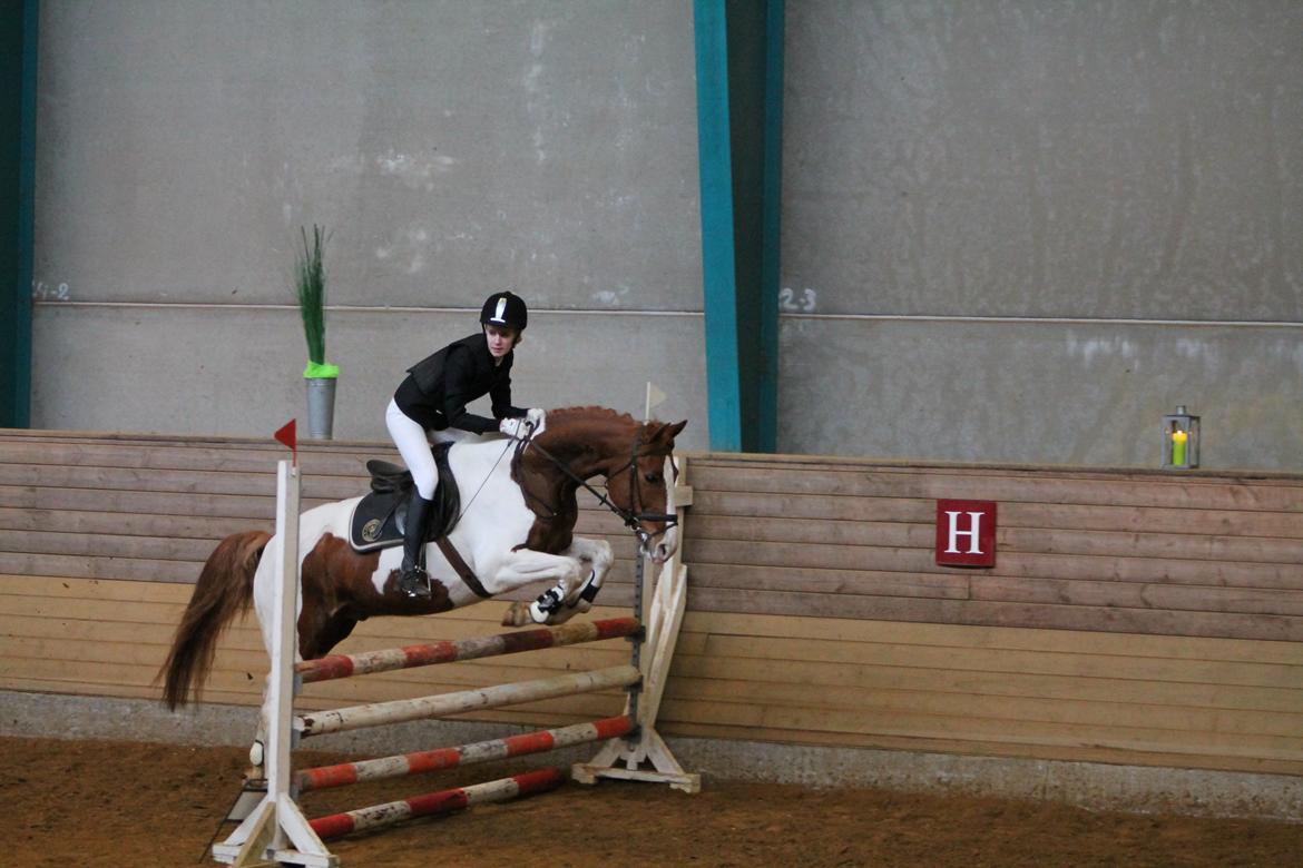 Anden særlig race Bailey<3 - When the world says "Give up", Hope whispers "Try one more time" billede 3