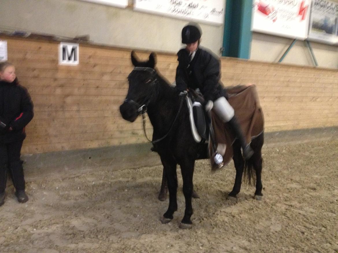 Anden særlig race Kiabella - færdig med programet billede 5