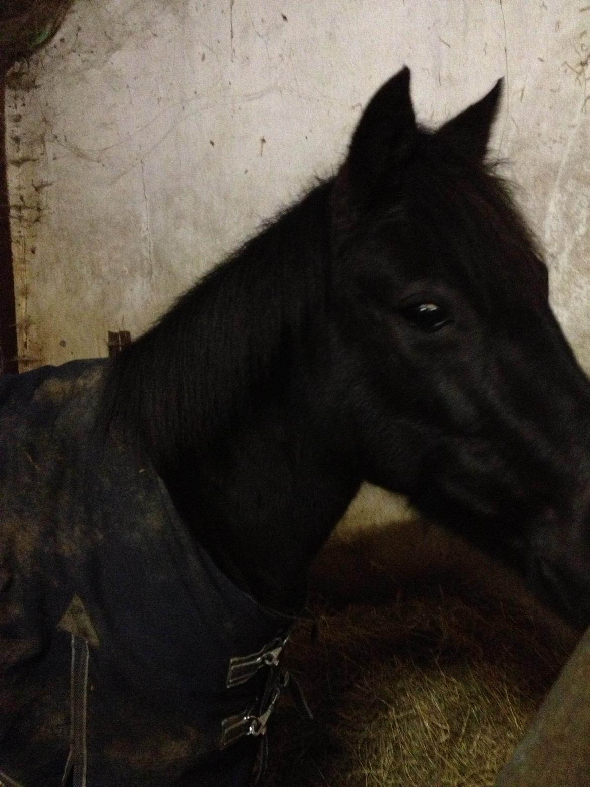 Anden særlig race Kiabella - kiabella i hendes boks billede 2