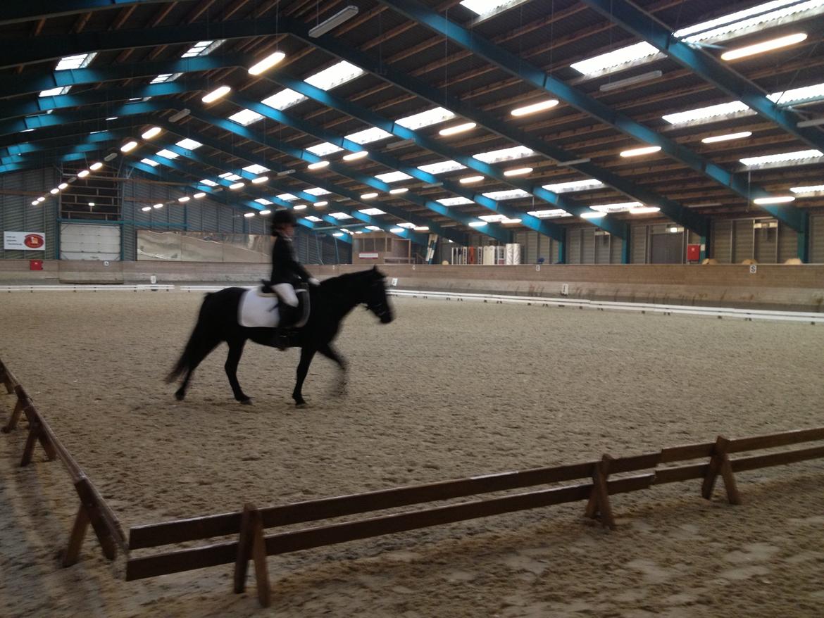 Anden særlig race Kiabella - bella og mig til stævne i sønderborg billede 3