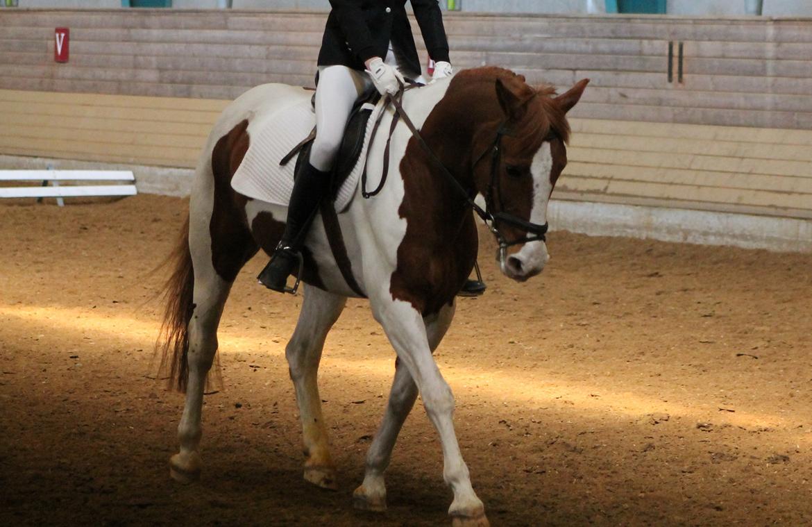 Anden særlig race Bailey<3 - "Trying to ask me to live without you, is like to ask a fish to live without water.." billede 18