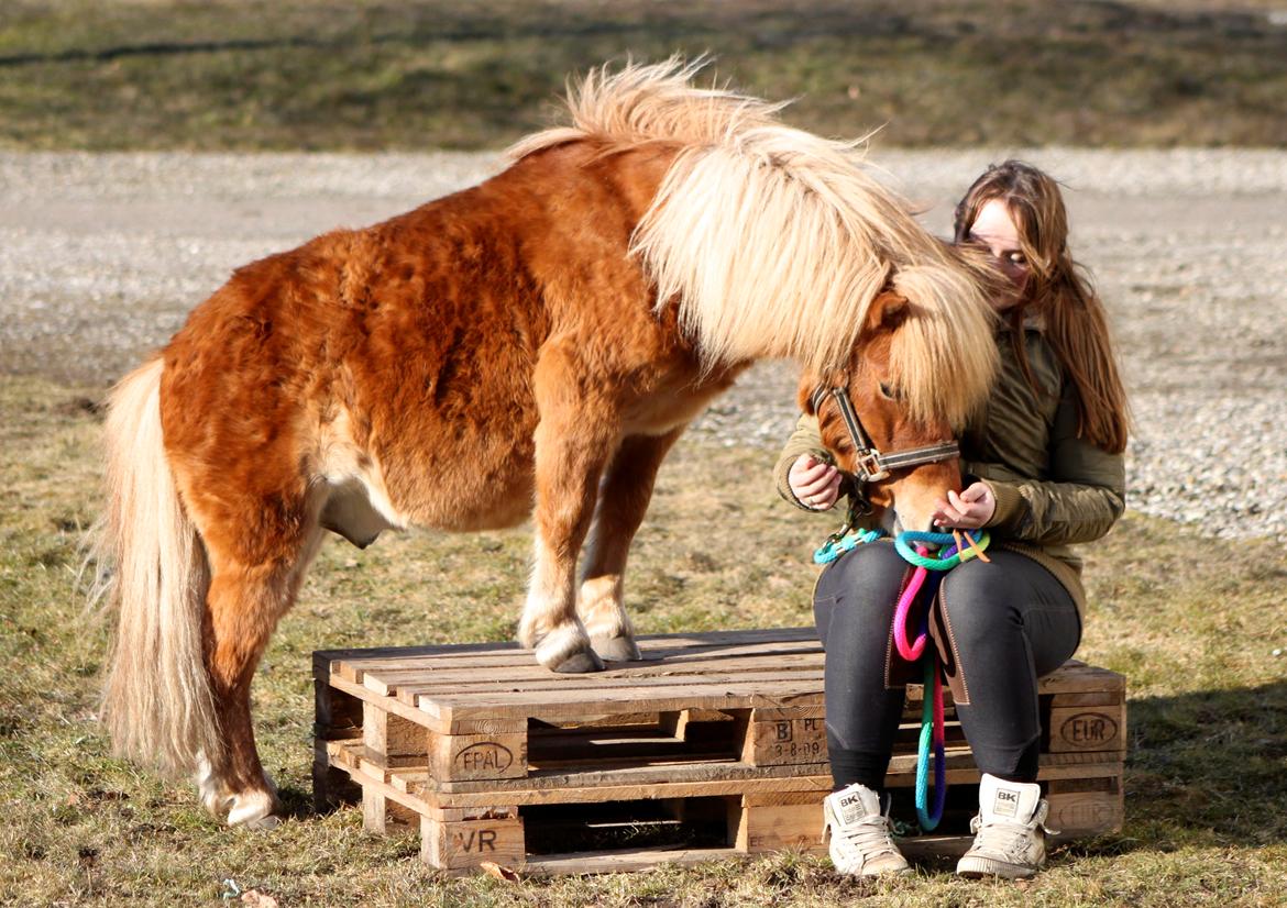 Shetlænder Victor billede 2