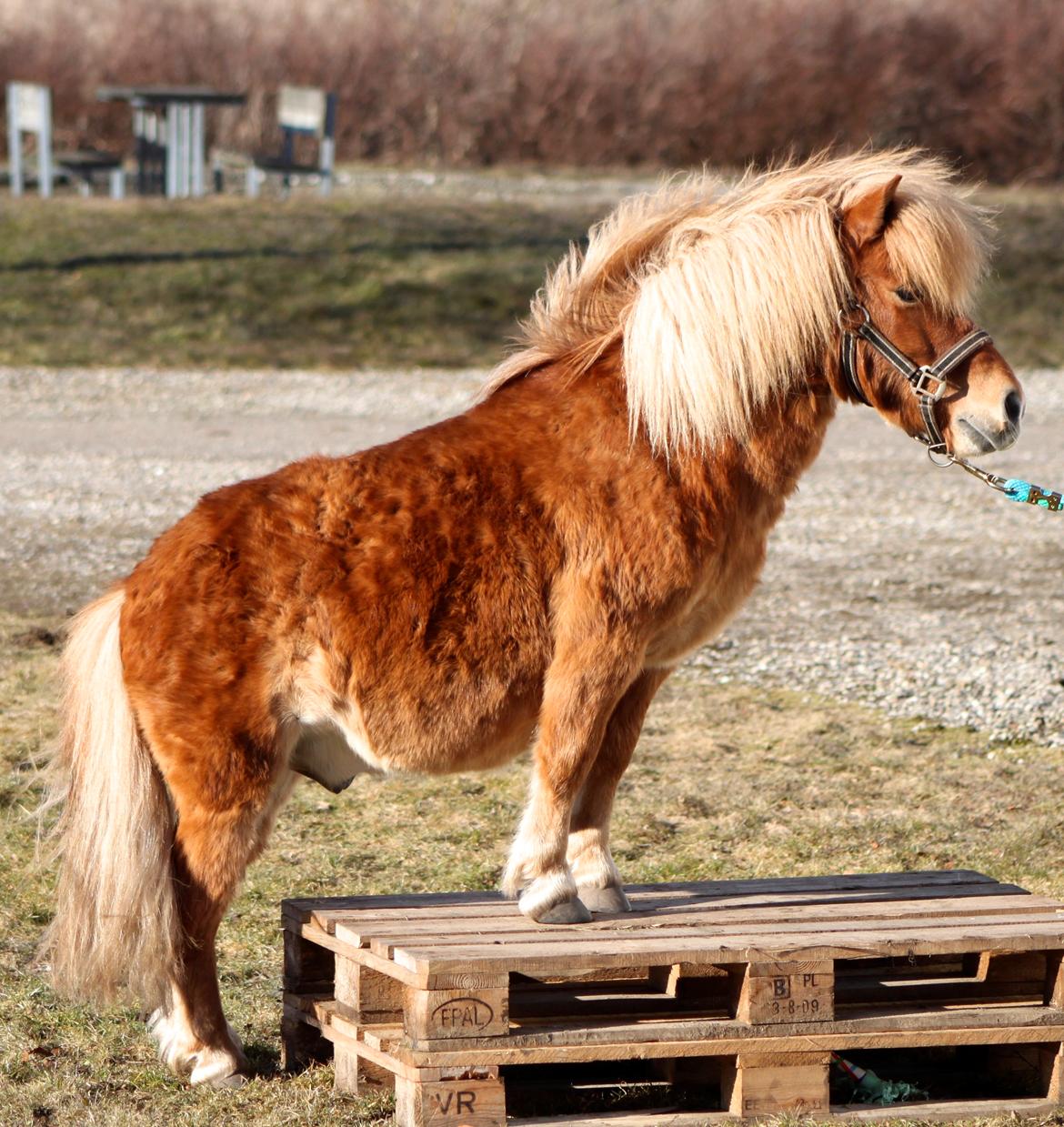 Shetlænder Victor - Victor på palle 2013 :)
Det er faktisk først her han for alvor begyndte at blive rolig. Tænk en hest kan være mærket af mishandling i flere år efter.. billede 18