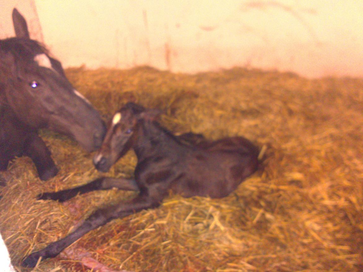 Hannoveraner Bielfire Choice (solgt)   - Helt ny billede 2