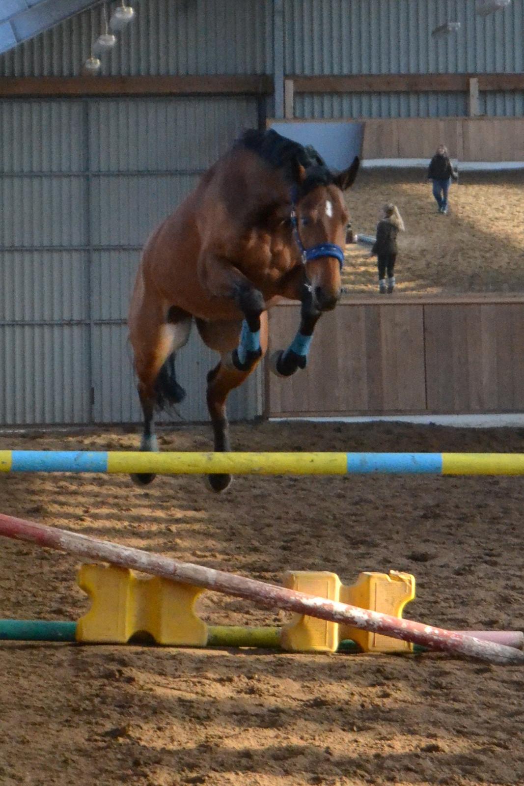 Trakehner  Klosterhedens why not (Notti) <3 - seje hest <3<3<3<3  billede 13