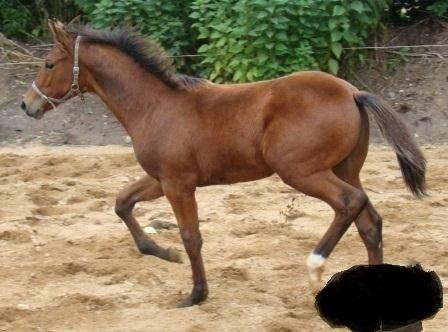 Dansk Varmblod KATHRINESMINDES SIR LANCELOT billede 3