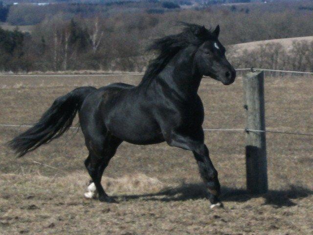 Welsh Pony af Cob-type (sec C) Llanstephan Joseff - April 2013 billede 1