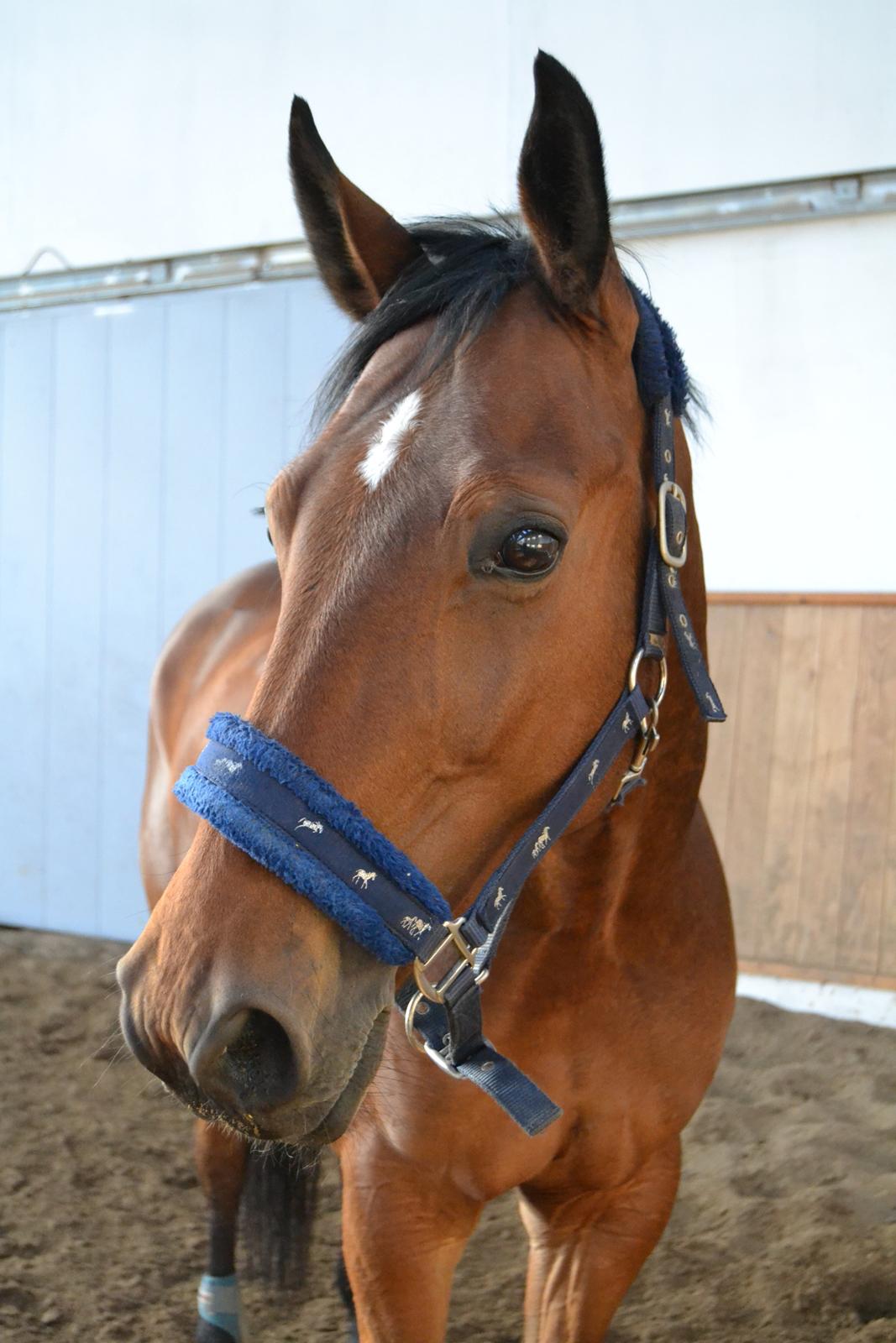 Trakehner  Klosterhedens why not (Notti) <3 - smuk, sød, sjov, helt ubeskrivelig dejlig <3<3<3 billede 12