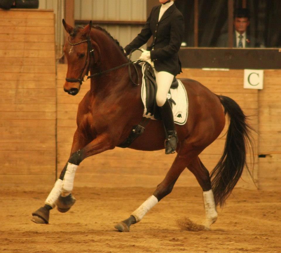 Dansk Varmblod Baunehøjens Florida billede 6