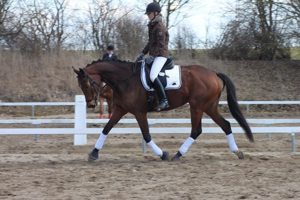 Dansk Varmblod Baunehøjens Florida - opvarmning til vores andet stævne sammen i Algestrup.  billede 7