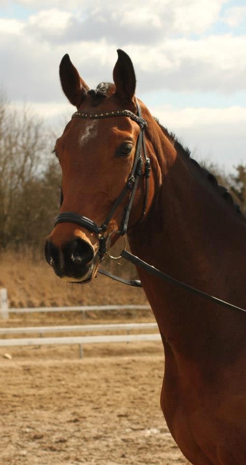 Dansk Varmblod Baunehøjens Florida billede 2