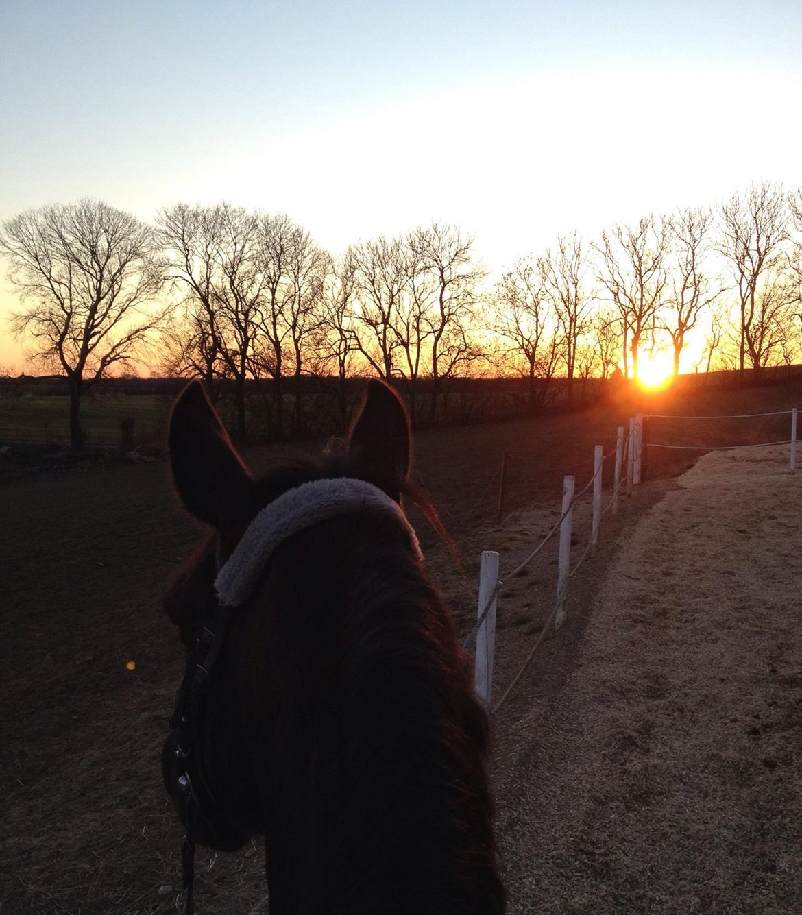 Knabstrupper Tristan V. Wethautal - fin solnedgang og dejlig pony! :) billede 15