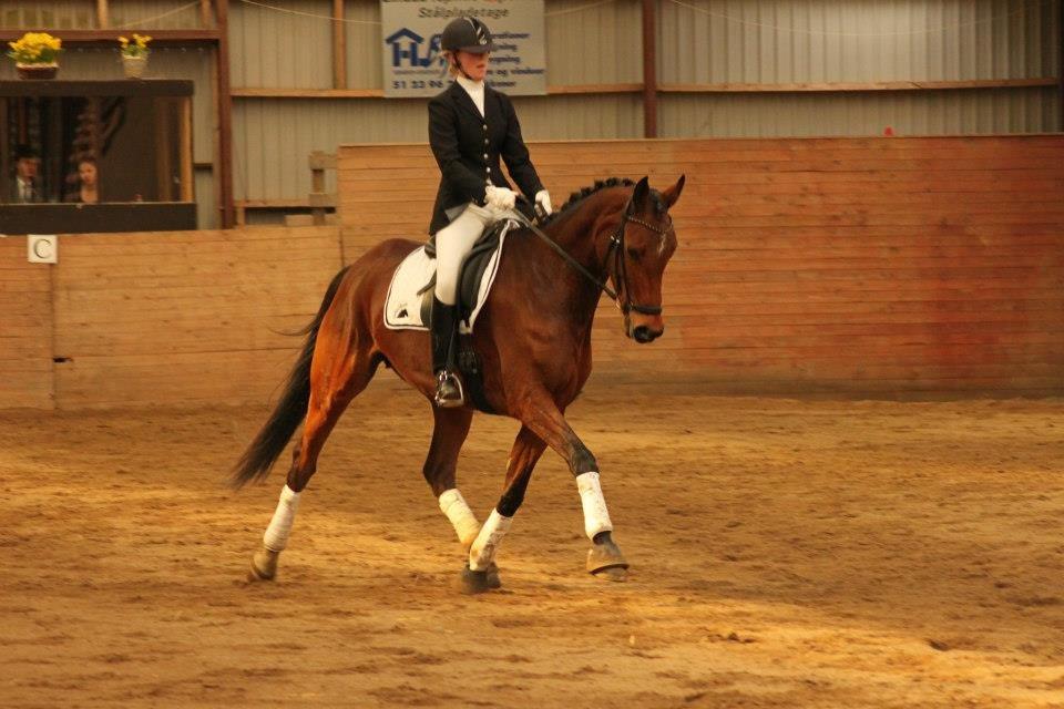 Dansk Varmblod Baunehøjens Florida billede 8