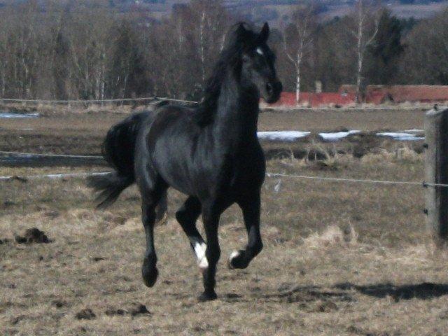Welsh Pony af Cob-type (sec C) Llanstephan Joseff billede 3