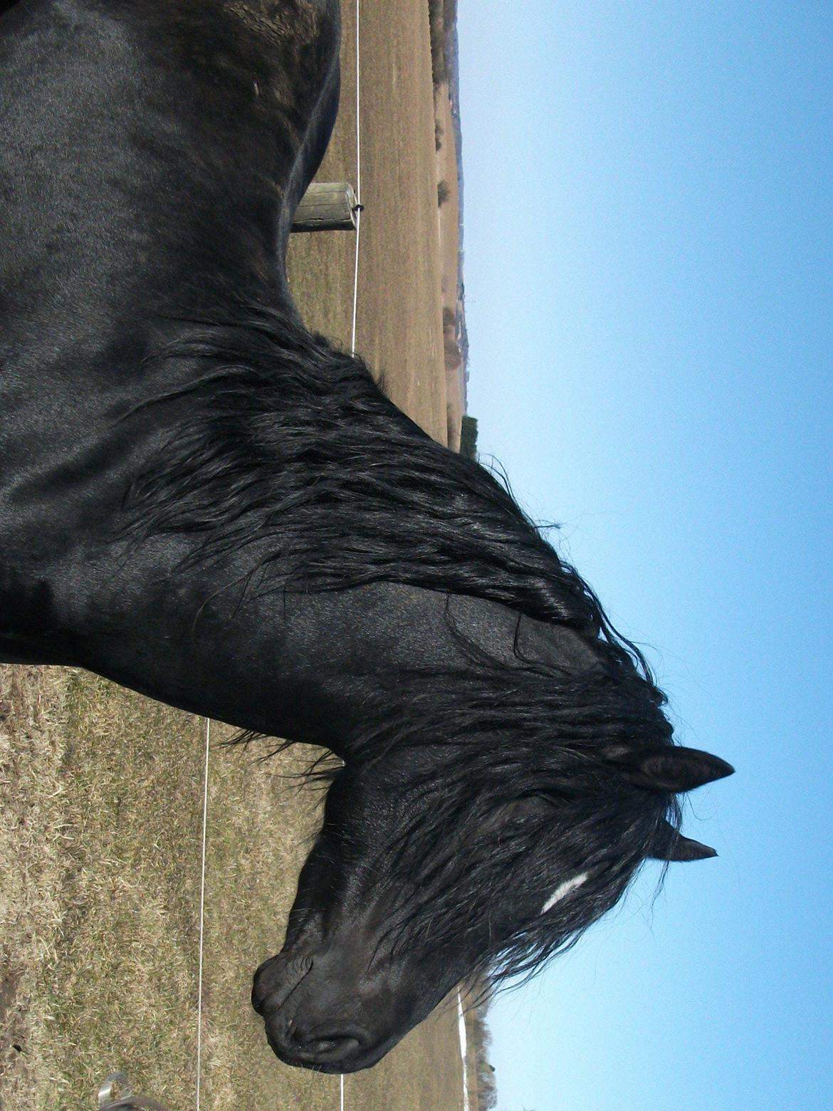 Welsh Pony af Cob-type (sec C) Llanstephan Joseff billede 4