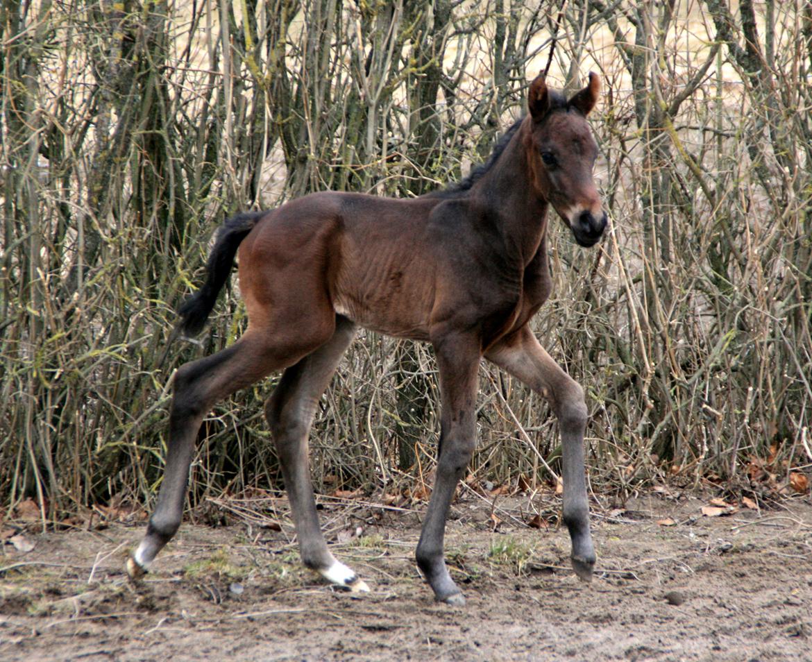 Dansk Varmblod Rosenheim billede 5
