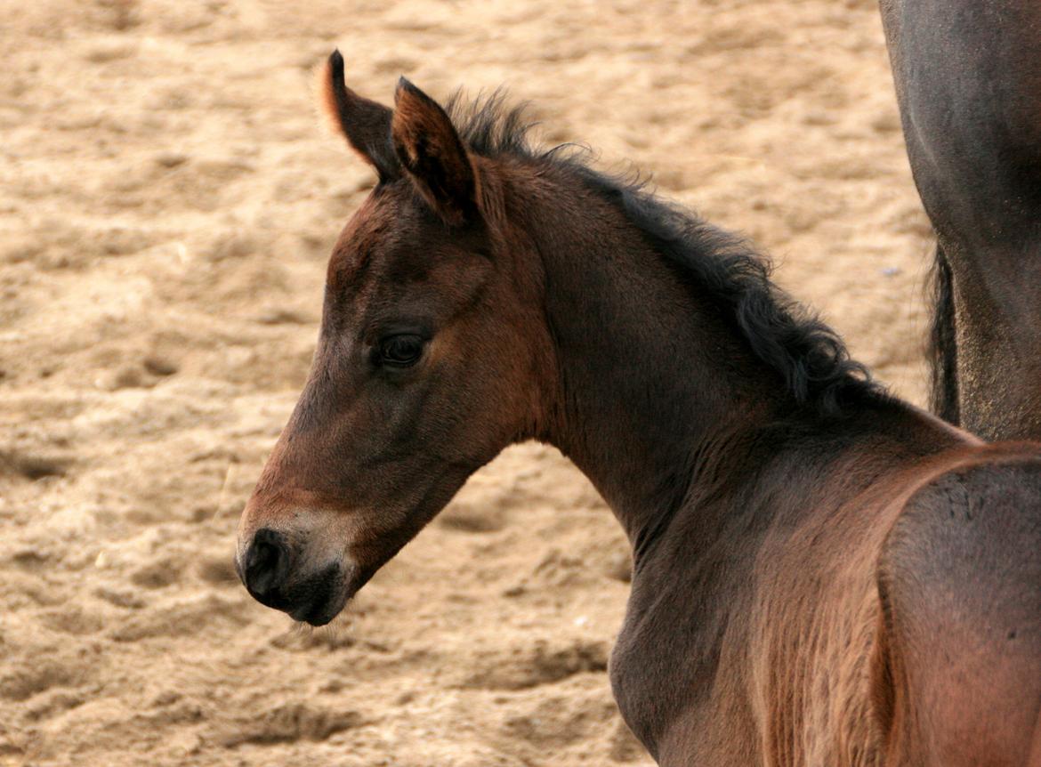 Dansk Varmblod Rosenheim billede 2