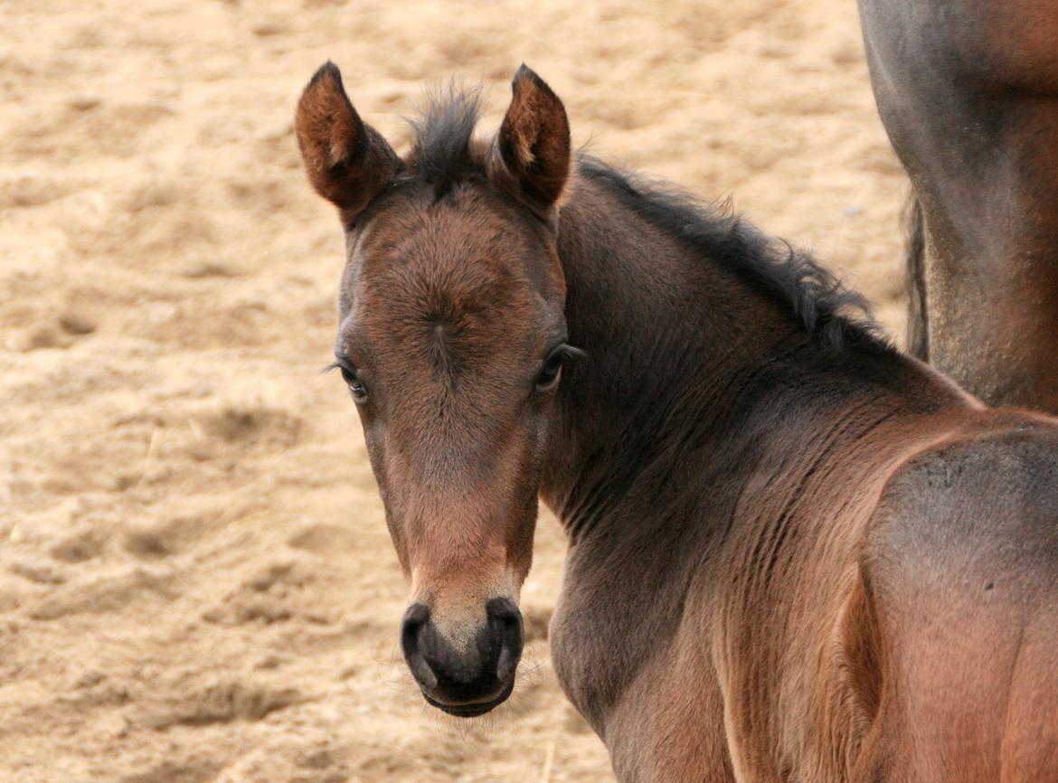 Dansk Varmblod Rosenheim billede 7