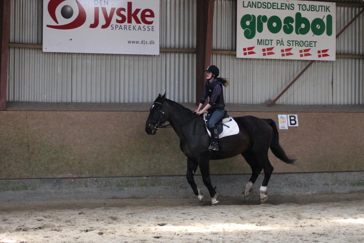 Dansk Varmblod Tzigane - Har det for viiildt!!XD
7 april 13 billede 16