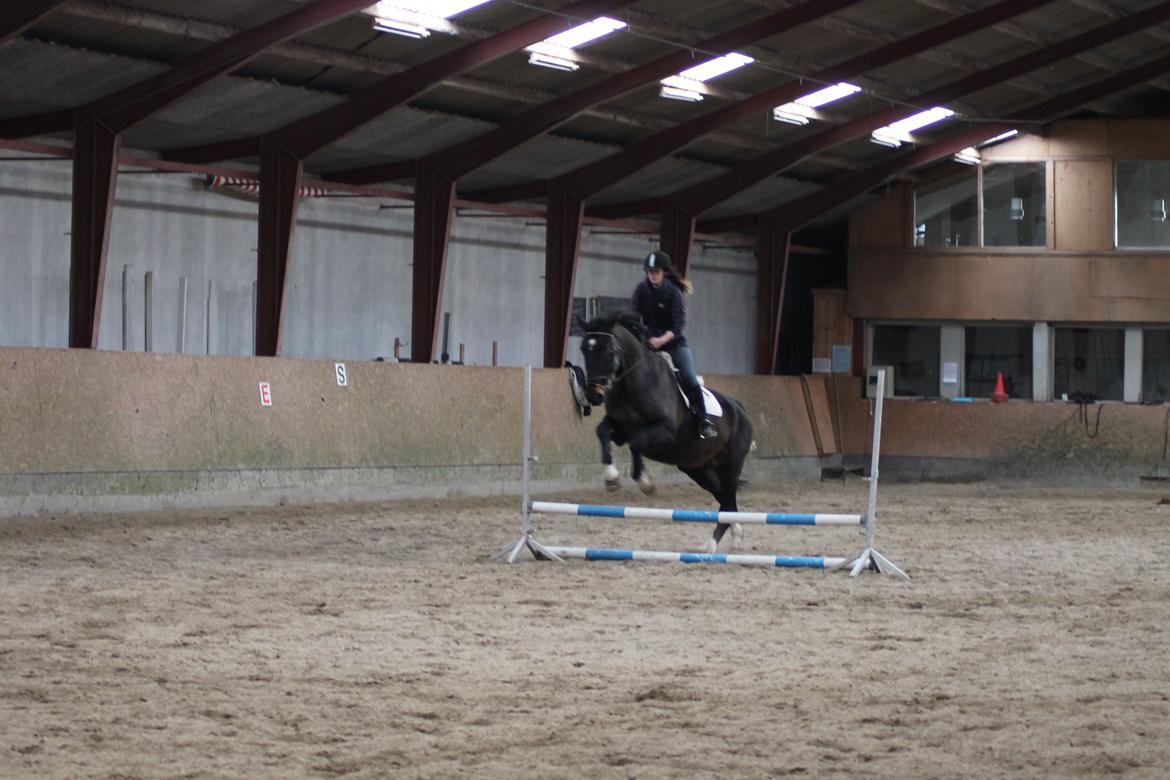 Dansk Varmblod Tzigane - Fik taget mig sammen til at springe ham igen..han var så dygtig og sød ;* 7 april 13 billede 19