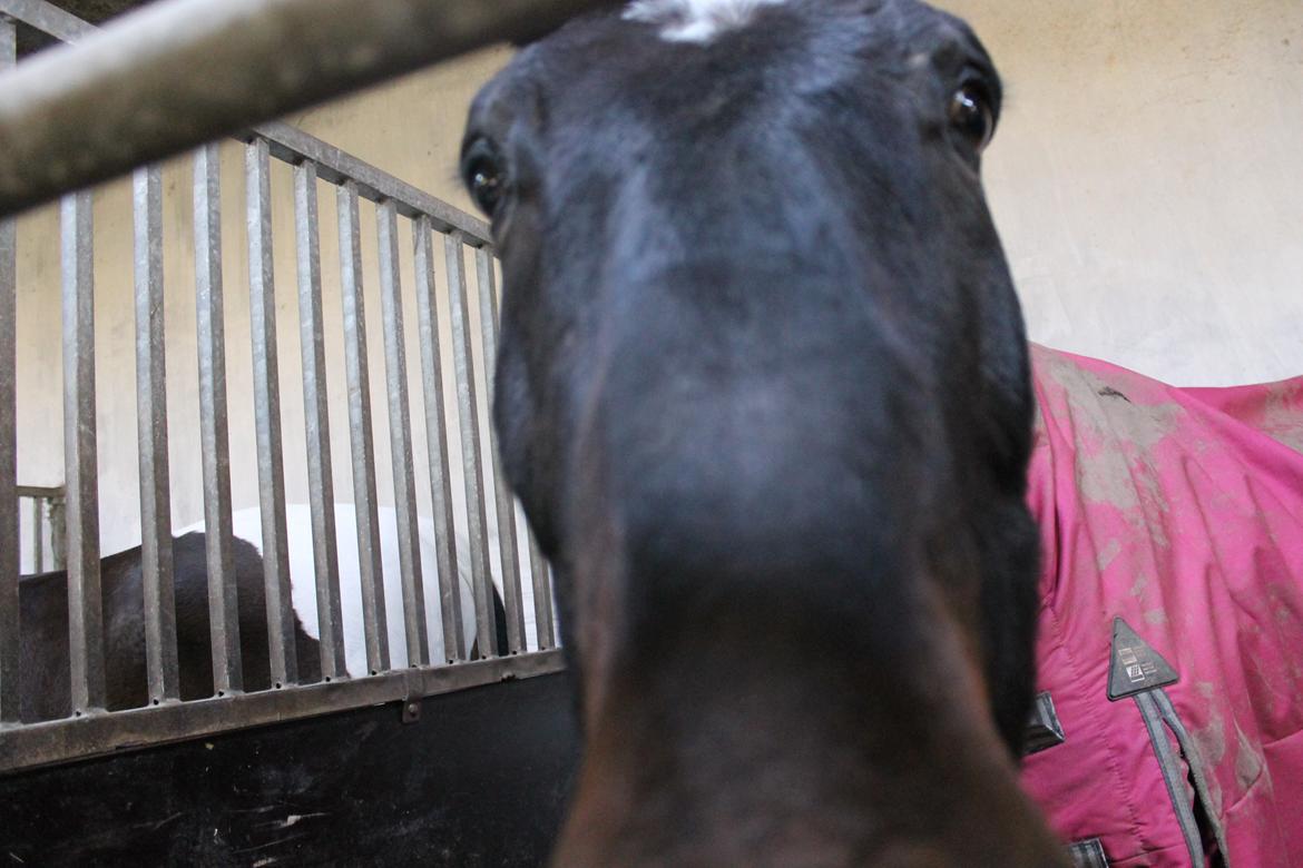 Dansk Varmblod Tzigane - Nuttet alligevel ;-* billede 20