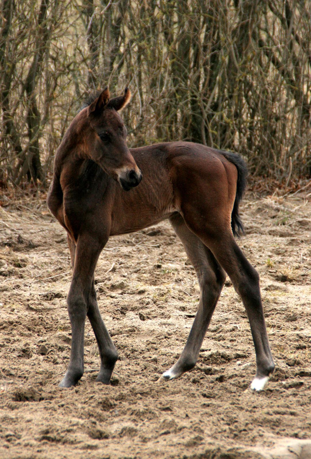 Dansk Varmblod Rosenheim billede 17