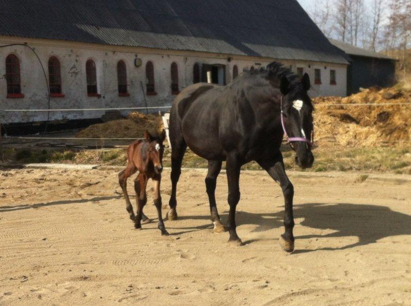Dansk Varmblod Holstegårds Chosen One (solgt)   billede 3