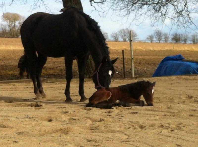 Dansk Varmblod Holstegårds Chosen One (solgt)   billede 2
