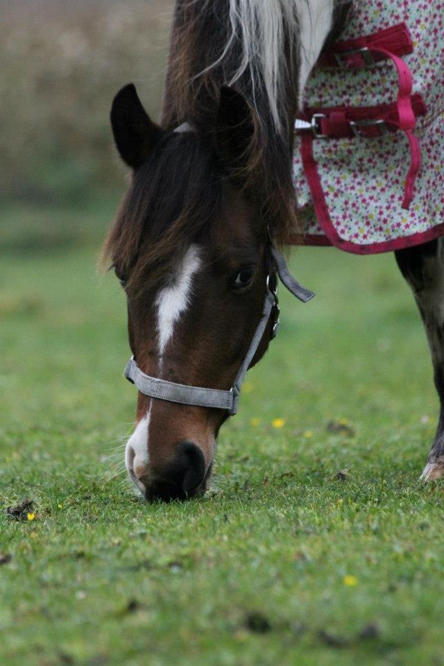 Anden særlig race Trolderik <3 *Trille* [Bedste ven] - Hvis gud har skabt noget smukkere end hesten,
har han beholdt det for sig selv! <3 billede 17