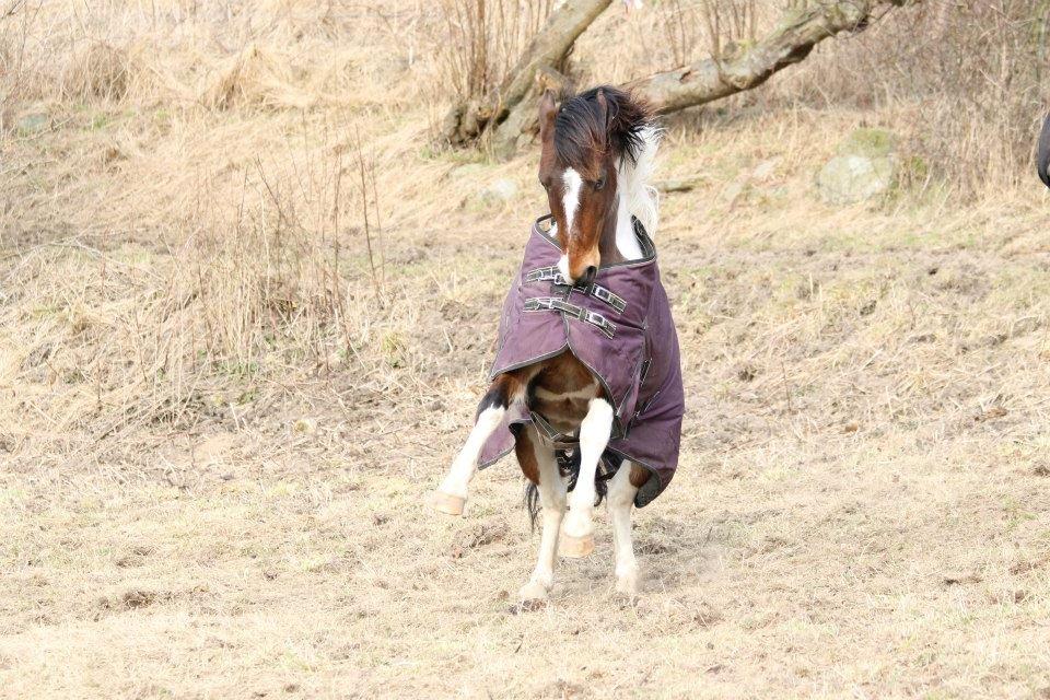 Anden særlig race Trolderik <3 *Trille* [Bedste ven] - Skønhed er når, der intet er at fjerne, ændre, eller tilføje! <3 billede 18