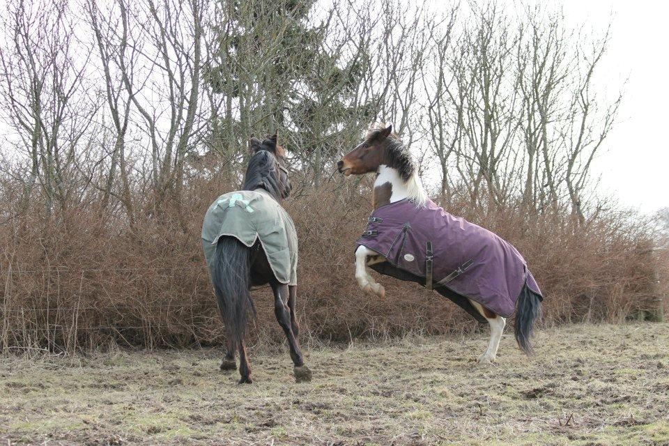 Anden særlig race Trolderik <3 *Trille* [Bedste ven] - Gode venner kan lave alting sammen – men kun de bedste venner er i stand til at lave ingenting sammen! <3 billede 13