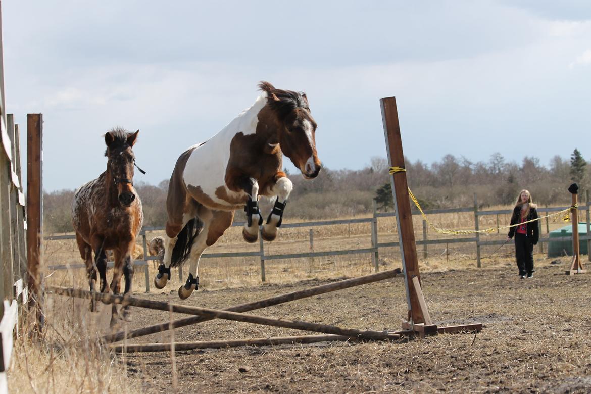 Anden særlig race Trolderik <3 *Trille* [Bedste ven] - It's only when friendship and love are truly combined, you can feel complete happiness! <3 billede 2