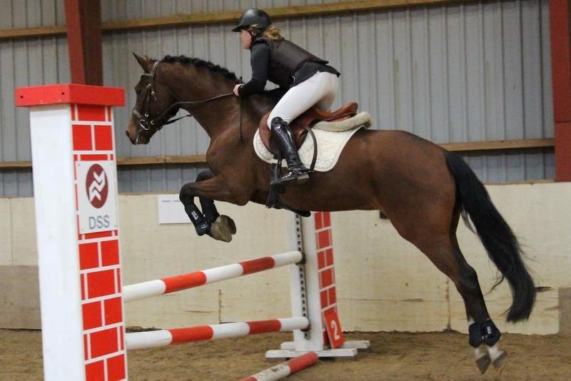 DSP Haahr`s Dumbledore - Første springstævne 
Foto: Kamilla Jakobsen billede 23