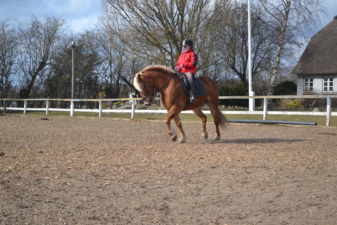 Haflinger Monday Vanja R.I.P - Tenna Skrydstrup der rider lidt dressur på Vannemanden :-) billede 8