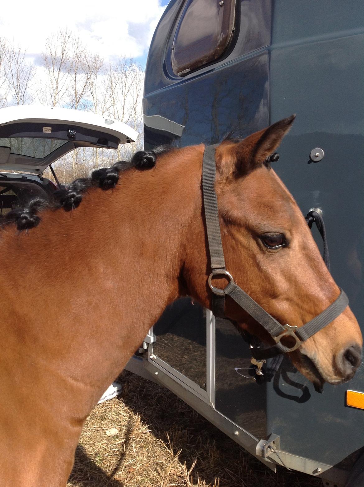 New Forest Darinko Star billede 2