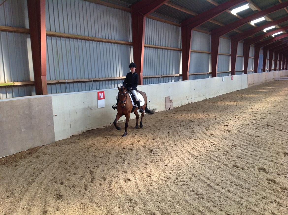 New Forest Darinko Star billede 3