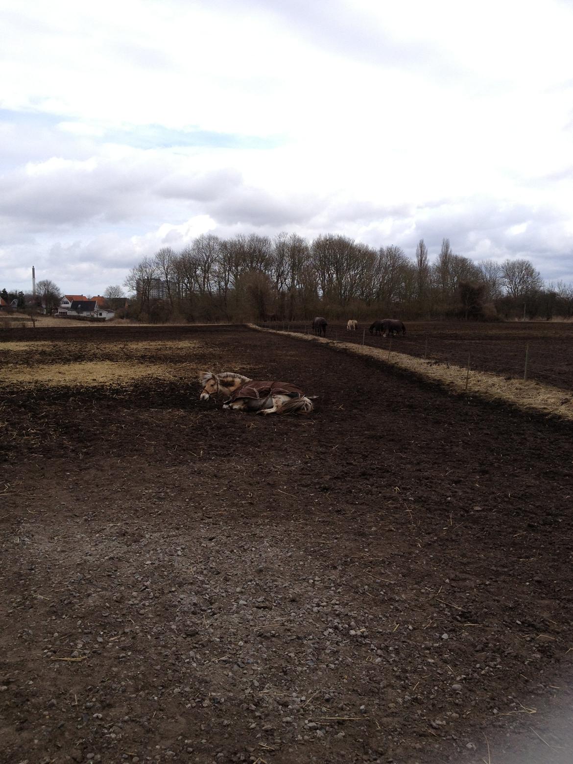 Fjordhest Farmens Elliot billede 14