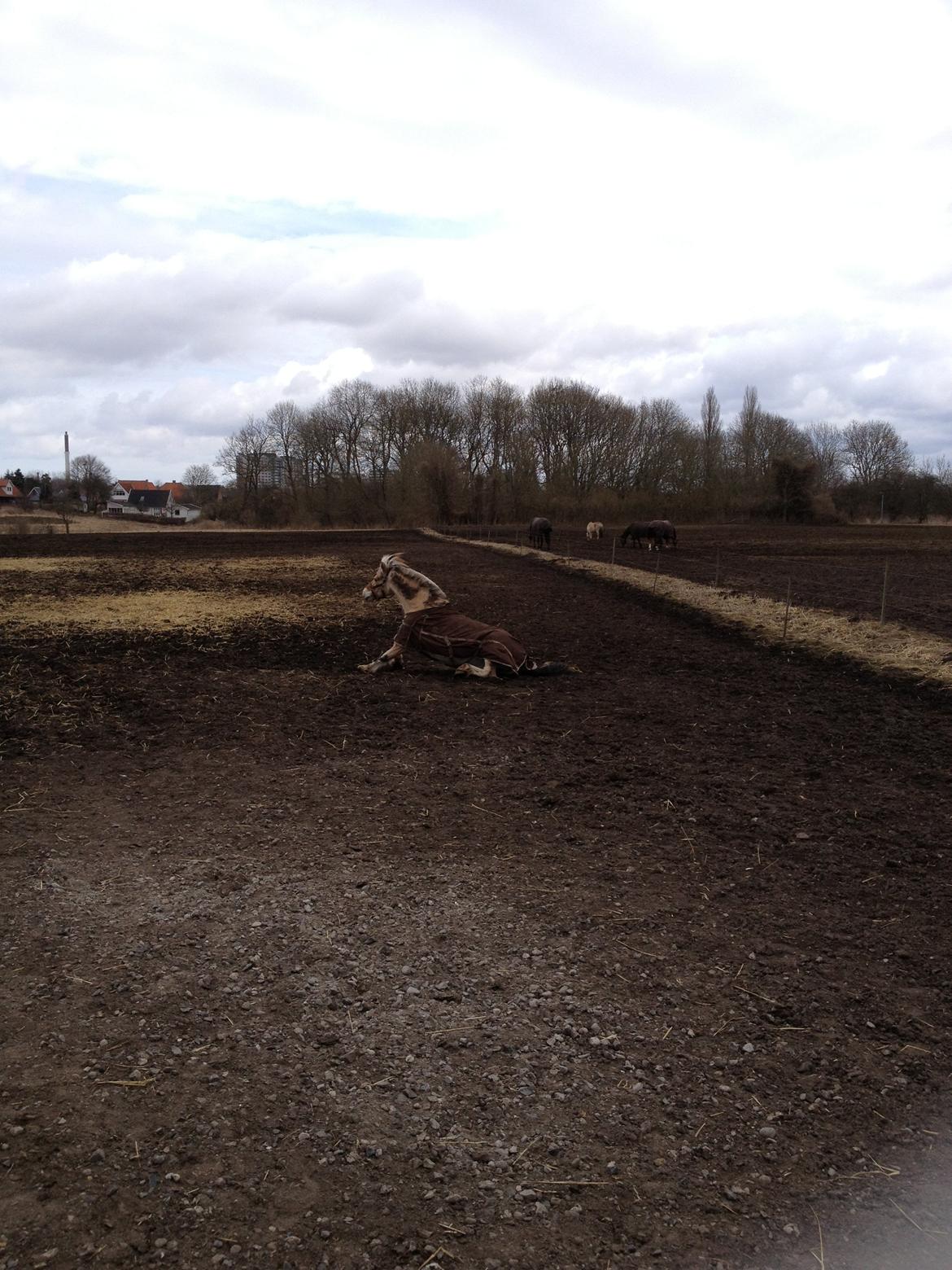 Fjordhest Farmens Elliot billede 18