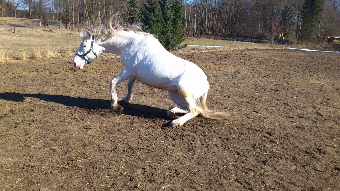 Appaloosa Artax - Fanget efter at han havde rullet sig 
Marts 2013 billede 13