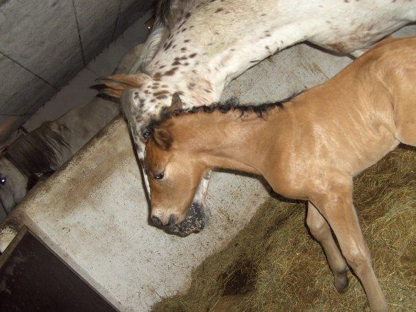 Knabstrupper Punto (Nevara Shadow) - så kom babyen!:) (bruno) billede 2