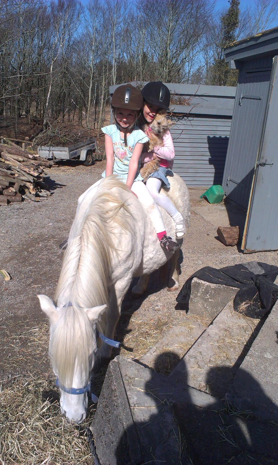 Anden særlig race Herkules - Forår 2013
Pigerne er nu 7 og snart 5 år billede 13