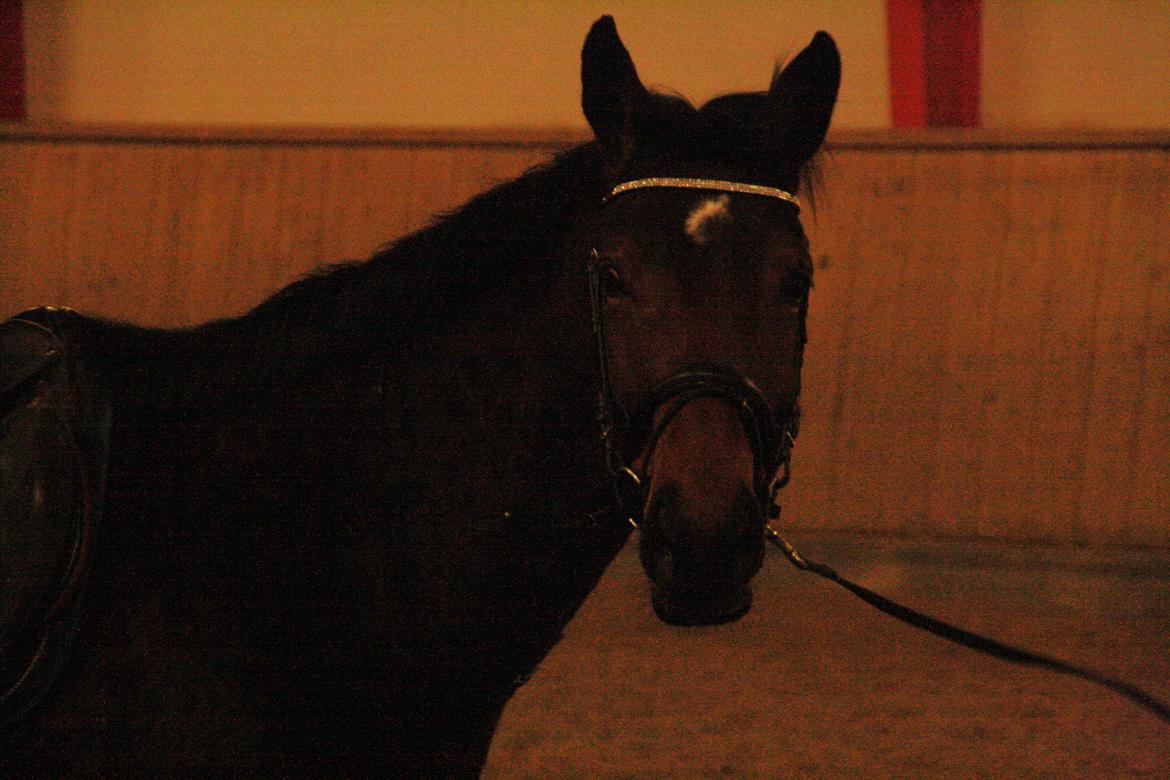 Dansk Varmblod Pauline Byhøj billede 11