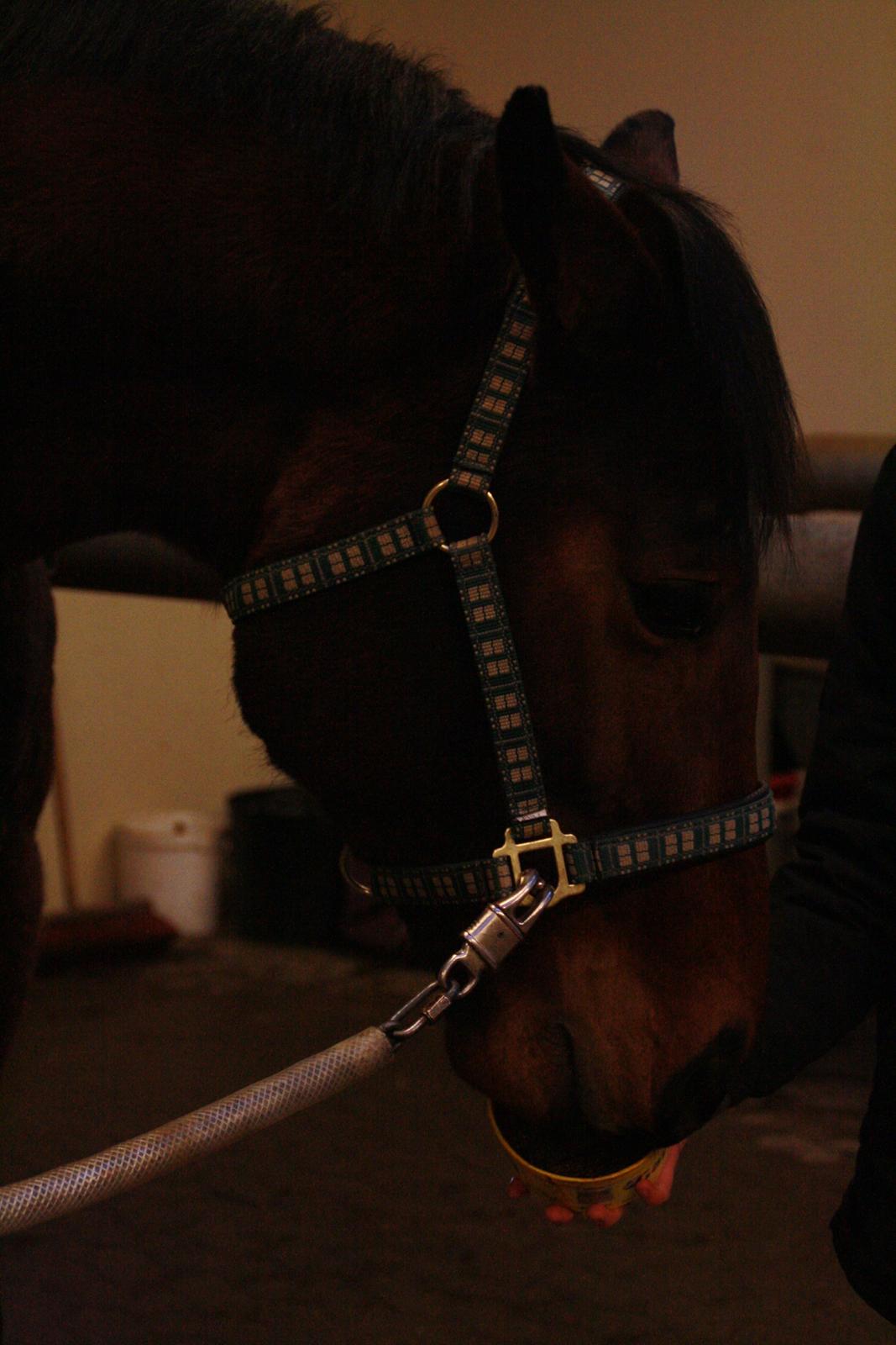 Dansk Varmblod Pauline Byhøj billede 15